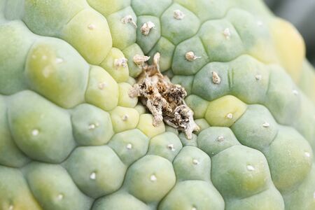 Lophophora cacti variegateの写真素材