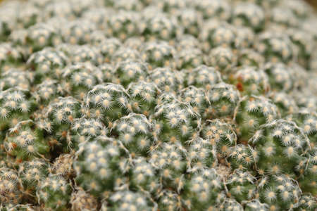 mammillaria cacrti white spine montroseの写真素材