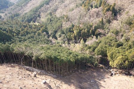 View from The Hakone-seiroku Mishima Grand Suspension Bridgeの写真素材