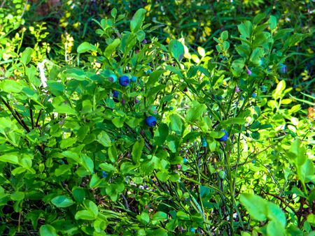 Blueberry bush in season の写真素材