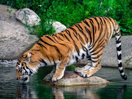 Tiger drinking water の写真素材