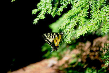 A yellow butterfly resting on the branch of a pine tree.の写真素材