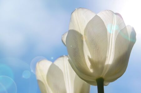 White tulips against a blue sky, solar flareの写真素材