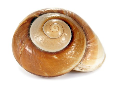 Brown beige sea shell isolated on a white backgroundの写真素材