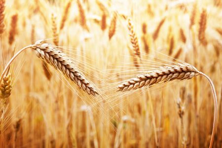 Two ripening ears of golden wheat on the background of wheat fieldの写真素材