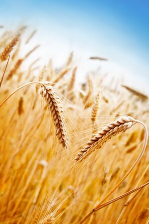 Ears of golden wheat on the background of wheat fieldの写真素材