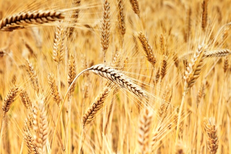 Ears of golden wheat ready for harvestの写真素材