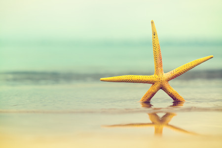 Sea star in water on sandy beach.Yellow starfish. Copy spaceの写真素材