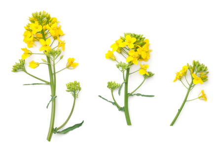 Rapeseed blossom isolated on white background. Brassica napus flowers. Top view の写真素材