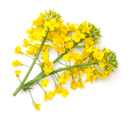 Rapeseed blossom isolated on white background. Brassica napus flowers. Top view の写真素材