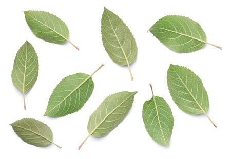 Apple leaves isolated on white background. Top viewの写真素材