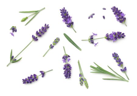 Lavender flowers isolated on white background. Top view, flat layの写真素材