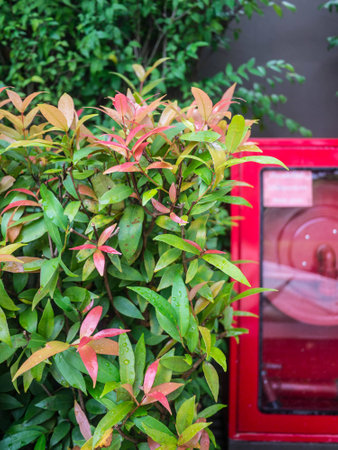 Fire fighter equipment in the gardenの写真素材
