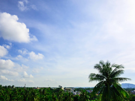 trees and blue sky on sunshine dayの写真素材