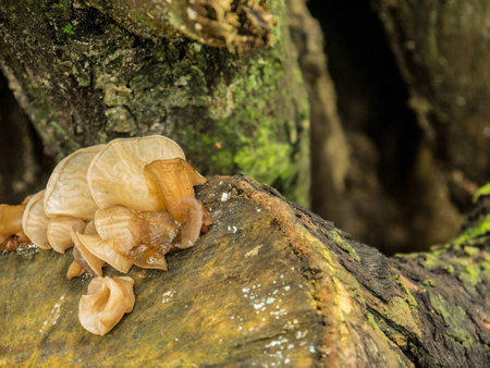 mushroom grow up on timberの写真素材