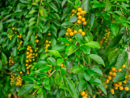Fruit small ball on the treeの写真素材