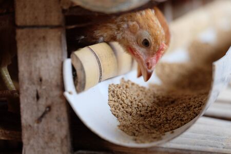 closeup chicken layer grower in indonesia farmの写真素材