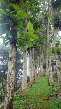 Tropical rainforest teak tree plantation in indonesia, Asia. Rainforest landscapeの写真素材