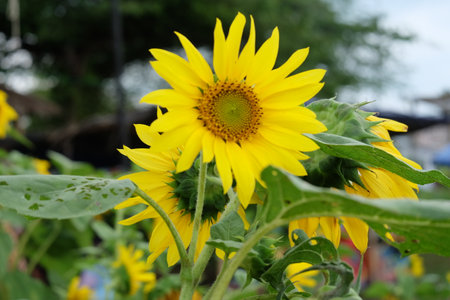 Beautiful Sunflower in the garden. (Helianthus annuus) Sunflowers blooming in the fieldの写真素材