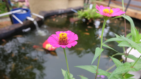 pink zinnia flower blooming in the garden with waterの写真素材