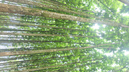 Looking up at the canopy of a tree in the rainforest.の写真素材
