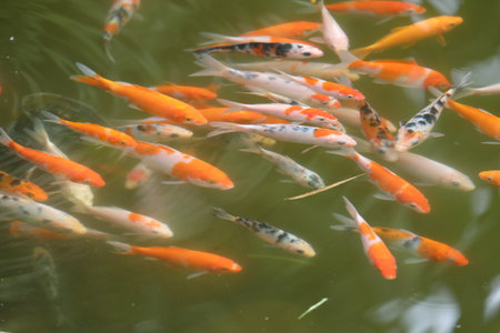 Koi fish swimming in the pond, closeup of photo.の写真素材