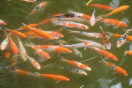 Koi fish swimming in a pond, closeup of photo.の写真素材