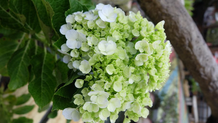 Hydrangea macrophylla, white and green flower in gardenの写真素材