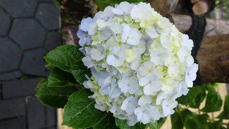 White Hydrangea flower in the garden, Hydrangea macrophylla