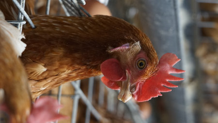 close-up of a layer chickens in a cage poultry farmの写真素材
