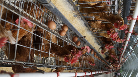 close-up of a layer chickens in a cage poultry farmの写真素材