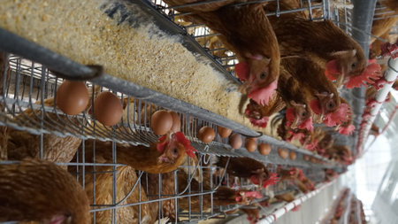 close-up of a layer chickens in a cage poultry farmの写真素材