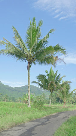 Coconut tree on the road in the countryside of indonesia.の写真素材