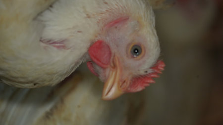 chickens in the henhouse. close-up of a chicken