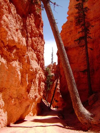 Pine trees in Bryce Canyon, Utah.    の写真素材