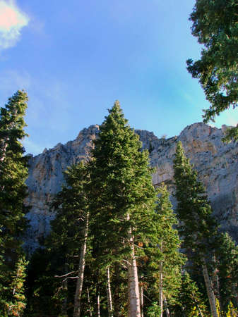 Ponderosa Pines on Mt. Charleston in Nevada.の写真素材