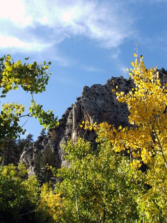 Aspen trees on the slope of Mt. Charleston in Nevada.の写真素材