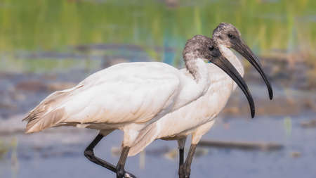 both couple of black headed ibis bird white bird and necked and head are blacked