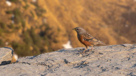 Found in the Tungnath temple in the Himalayan range, this bird is an Alpine Accentor isolated
