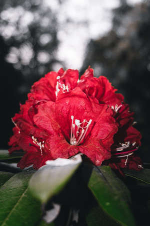 Burans flower which is found the most in the mountainous region, its juice is very beneficial for the bodyの写真素材