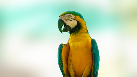 beautiful macaw parrot on green background, close-up