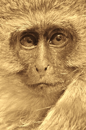 Monkey with sad eyes