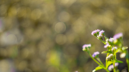 summer flowers background and yellow bokeh with the evening sunの写真素材