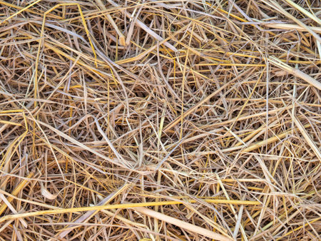 Dry straw grass background, texture, pattern