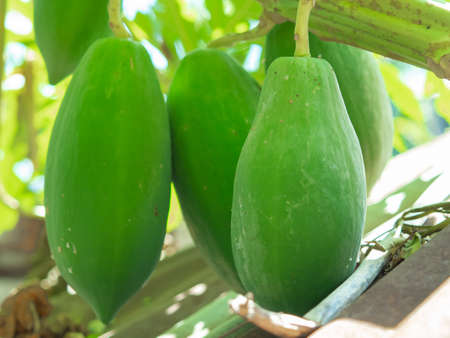 Papaya fruit on the tree in the garden, stock photoの写真素材