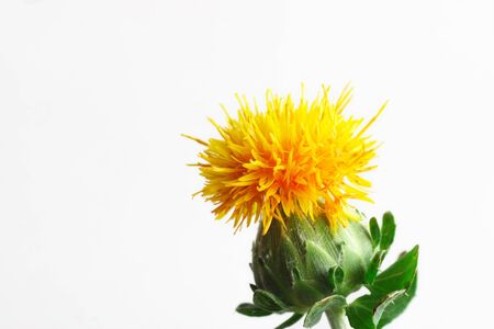 Safflower on a white backgroundの写真素材