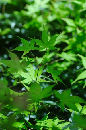 Maple Leafの写真素材