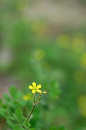 Oxalisの写真素材