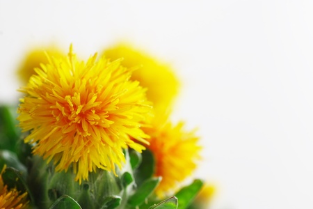 Close-up of safflowerの写真素材