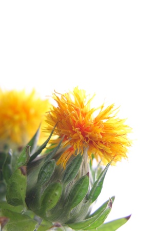 Close-up of safflowerの写真素材